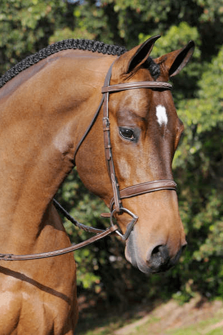 Arc de Triomphe Tribute Bridle w/Fancy Laced Reins