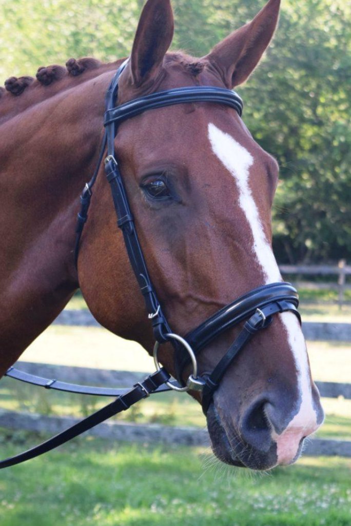 Black Oak Juniper Bridle