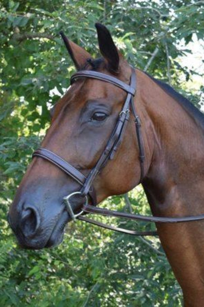 black oak spruce bridle