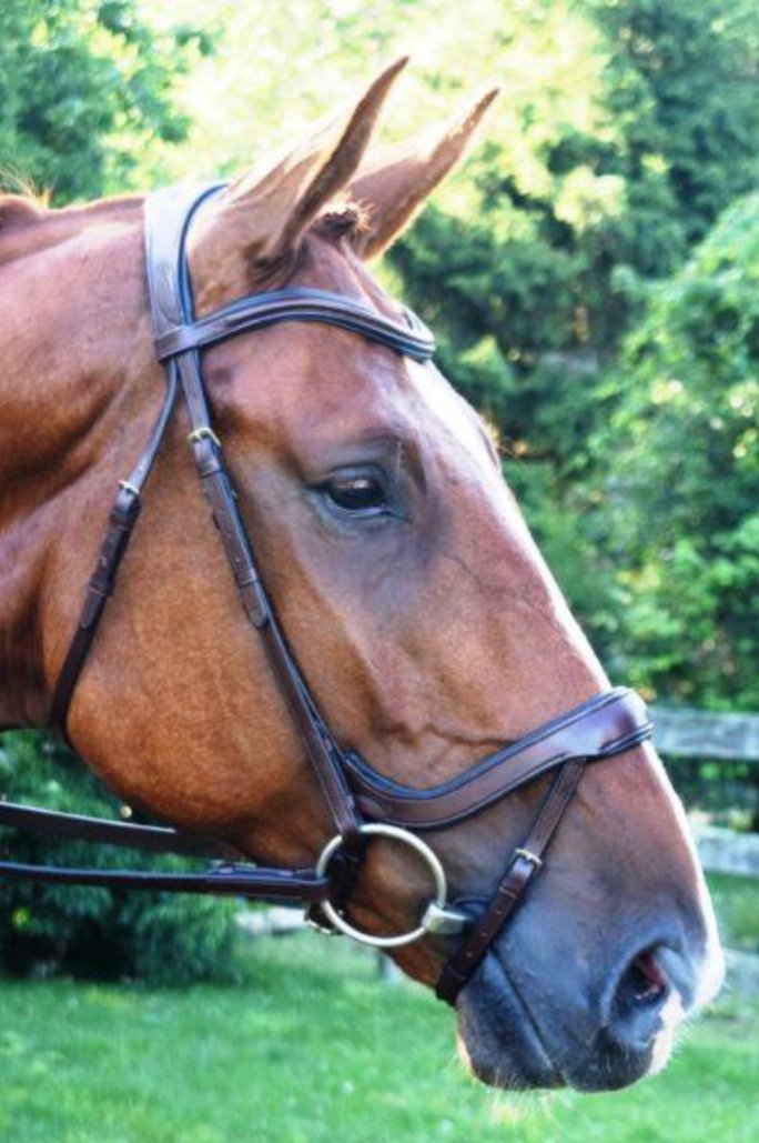 Red Barn Arena Bridle